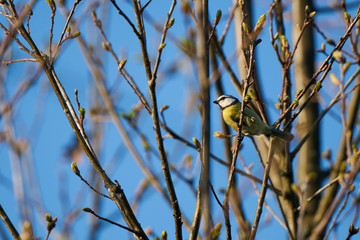 tit sits on a tree branch against a blue sky