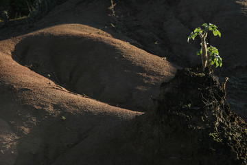 Planta en el desierto