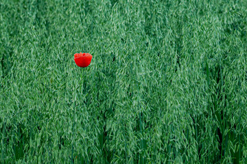 Poppy in a field