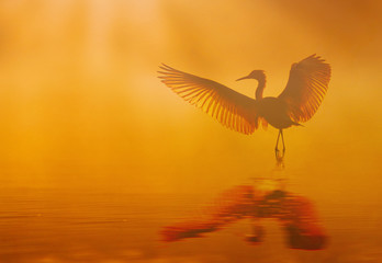 Beautiful bird Dancing in lake at sunrise in Misty morning