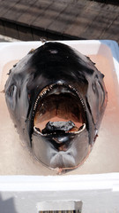 A giant tuna fish head placed above ice cubes, inside a white  polystyrene container.