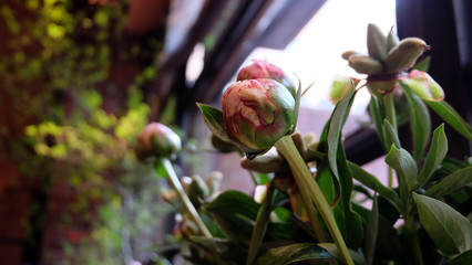 Beautiful pink peony buds waiting to bloom.