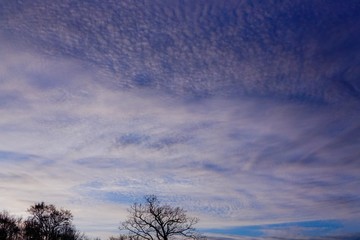 Obraz na płótnie Canvas tree and blue sky. blue sky with white clouds