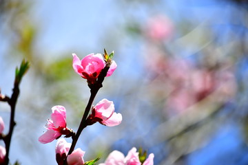 桜