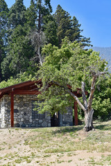 Rock House in trees