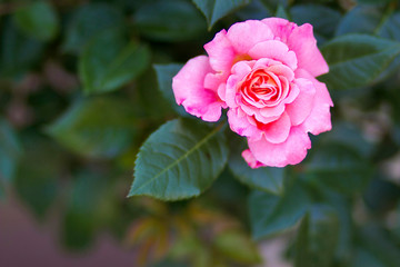 rose in the garden