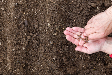 Female Hands Planting The Seeds Of The Plant. The Concept Of The Garden. On the open palm are seeds for planting. The texture of the earth. Fertile soil.