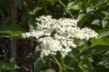 beautiful Blooming elder flower, (Sambucus nigra) in nature