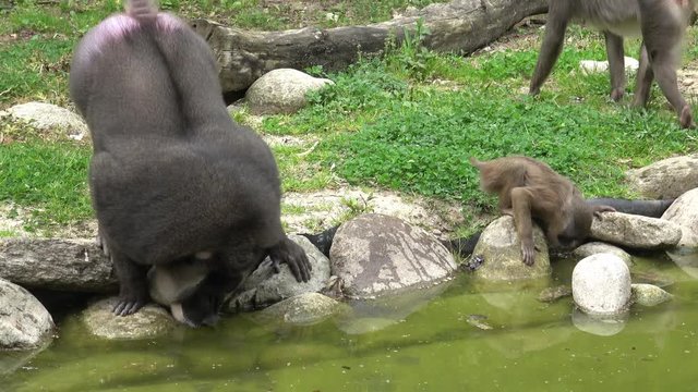 Family of monkeys drinking water (Mandrillus leucophaeus)
