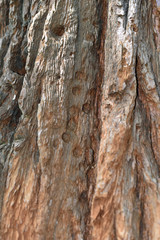 Woodpecker Damage to Tree