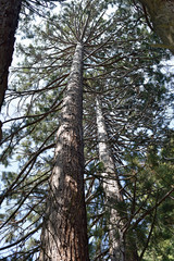 Branches of a giant tree