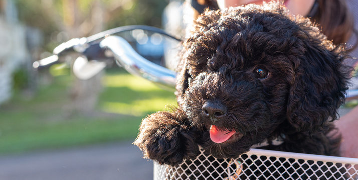 schnoodle puppy dog sitting in a bike basket looking cute with tongue out