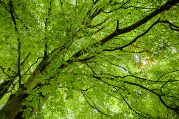 Looking up from beneath a lush beech tree (Fagus sylvatica) with its leaves back lit by the early...