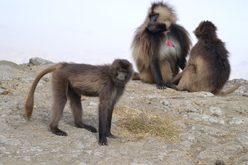 Ethiopia. Gelada is a rare species of Primate. It lives exclusively on the mountain plateaus of Ethiopia, in the mountains of Siemens.