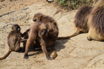 Ethiopia. Gelada is a rare species of Primate. It lives exclusively on the mountain plateaus of Ethiopia, in the mountains of Siemens.