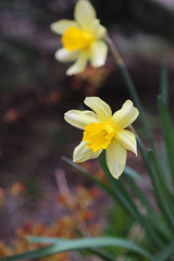 Beautiful Daffodils (Narcissus)