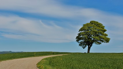 tree in the field