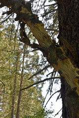 Pine Tree with Bark falling off