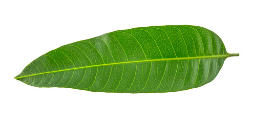 Obraz premium Fresh green mango leaf isolated on white background