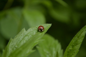 ladybug on green leaf