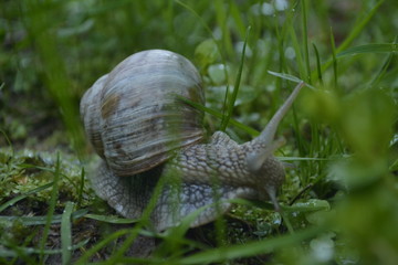 snail on a green leaf