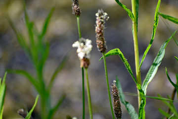 Wildflowers at the Pond