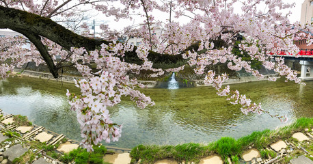 Obraz na płótnie Canvas 桜満開の飛騨高山の風景