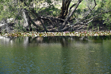 Flowering Lily Pads
