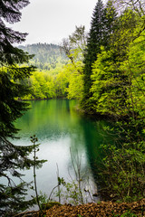 Montenegro, Beautiful glacial lake called biogradska lake surrounded by green jungle thicket trees in biogradska national park nature landscape