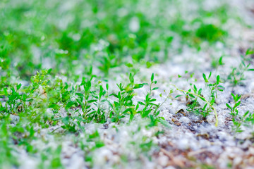 Green grass in poplar fluff.