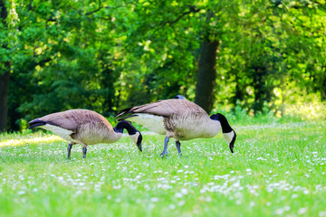 Two Canadian geese stinging grass in a green meadow.
