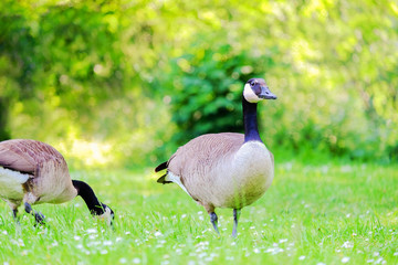 Two Canadian geese stinging grass in a green meadow.