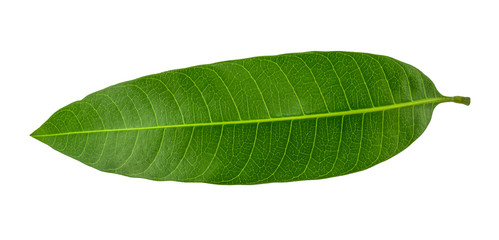 Fresh green mango leaf isolated on white background