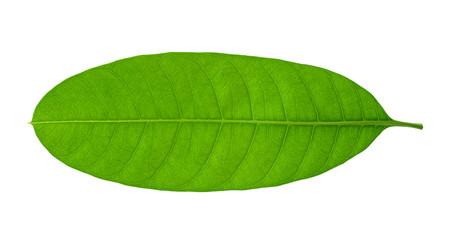 Obraz premium Fresh green mango leaf isolated on white background