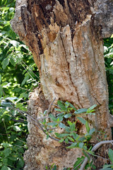 Termite Infested Tree