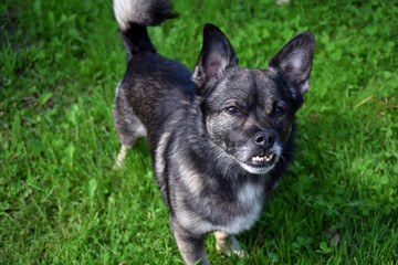 Small mixed breed dog with an underbite standing in the grass