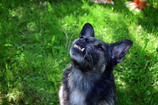 Small mixed breed dog with an underbite is looking up