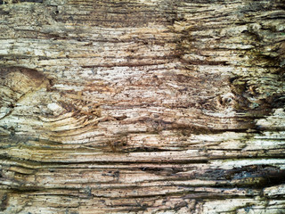 Surface eroded by time, old wood background