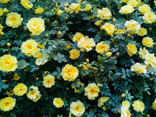 Beautiful bush of yellow roses in a spring garden.