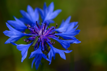 Blue cornflower herb isolated on white background