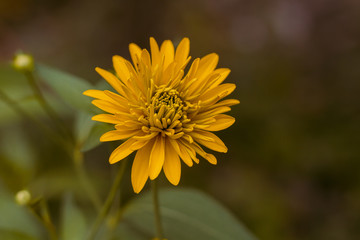 Fotografía Flores y paisajes 