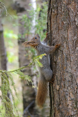 Little gray squirrel on a tree trunk.