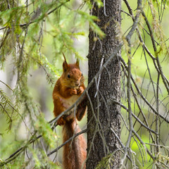 Red squirrel sits on a tree branch and nibbles on nuts.