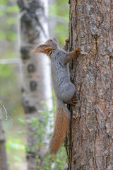 Little gray squirrel on a tree trunk.