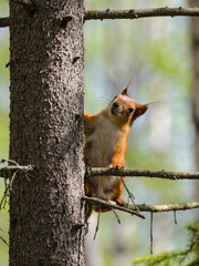 Red squirrel attentively looks from a tree.