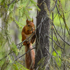 Red squirrel sits on a tree branch and nibbles on nuts.