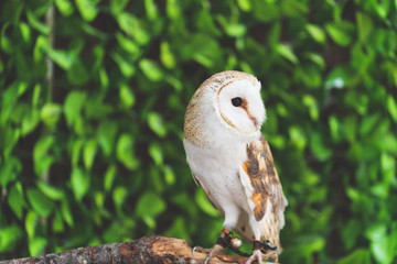 動物園のフクロウ