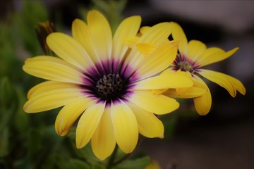 yellow flower