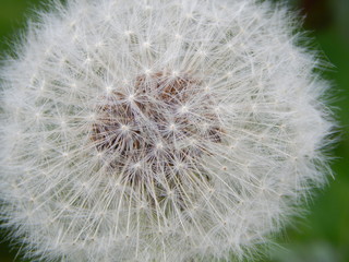 Dandelion. Macro photo of nature