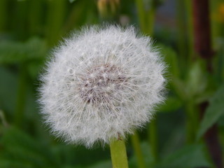 Dandelion. Macro photo of nature